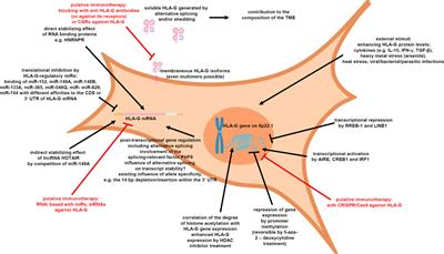 The Human Leukocyte Antigen G as an Immune Escape Mechanism and Novel Therapeutic Target in Urological Tumors